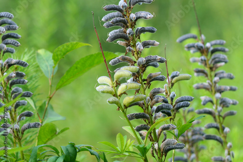 Beautiful forest plants with summer Sunny July day