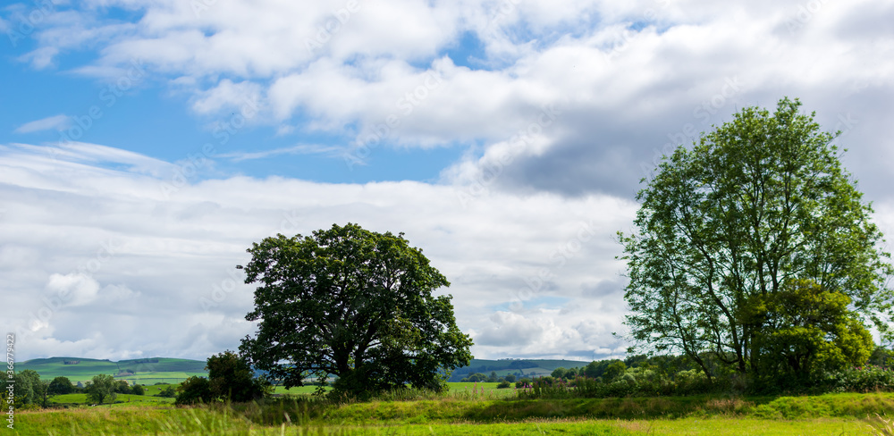 tree in the field tree in the field