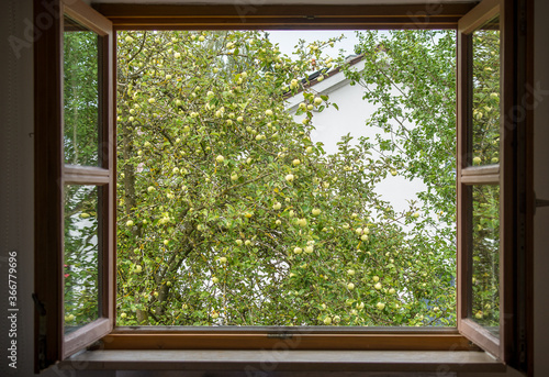 Apple tree with ripe apples