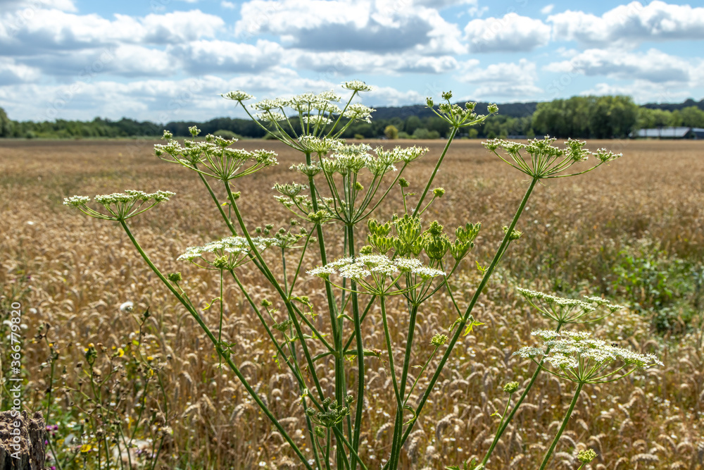 field of corn with white flower