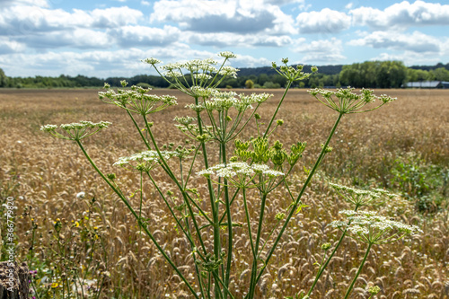 Obraz na płótnie field of corn with white flower w salonie