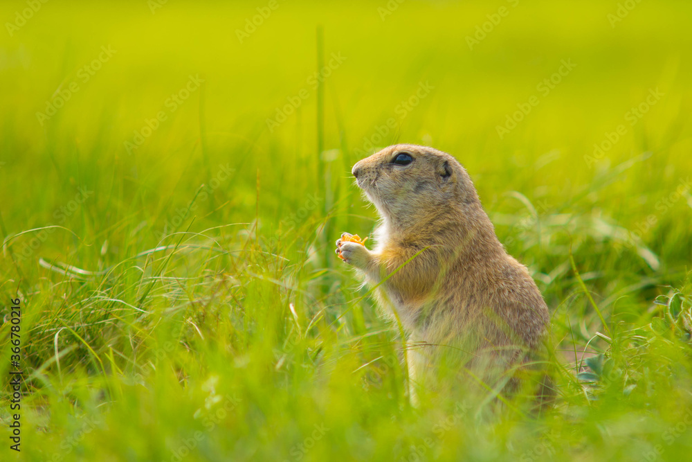 Gopher with carrots in meadow Gopher with carrots in meadow