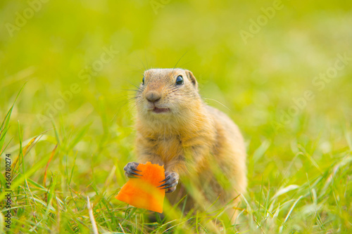 Gopher with carrots in meadow