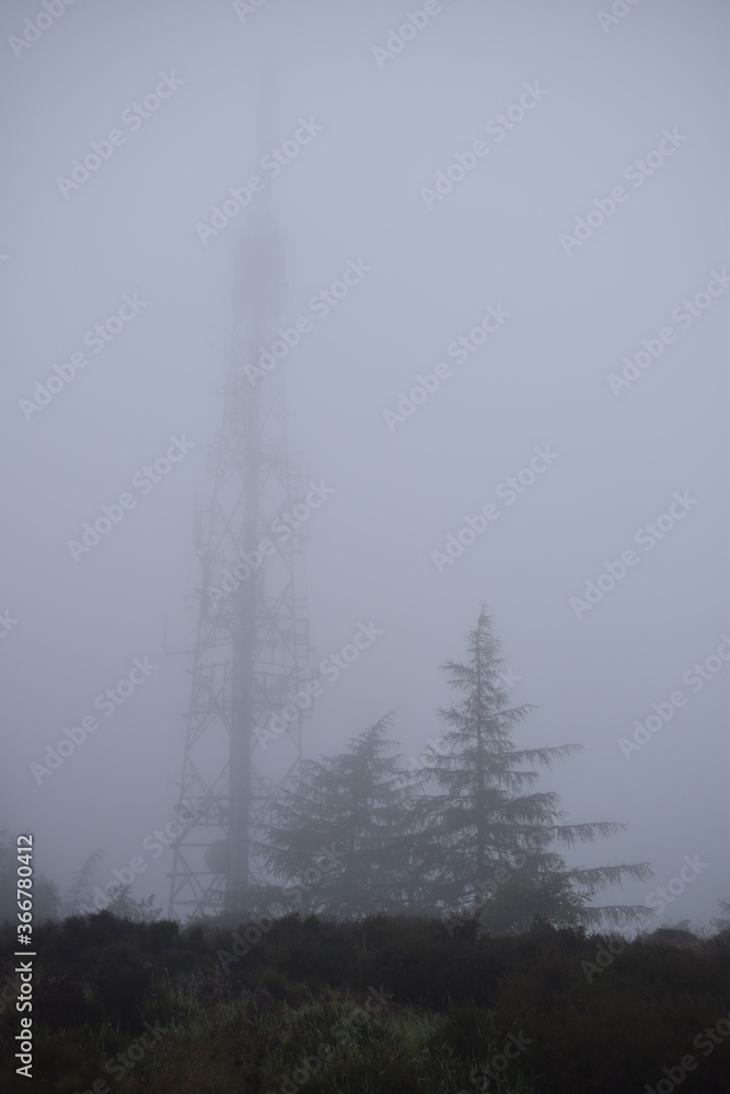 Trees and a radio tower in fog