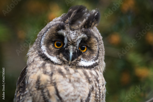 Owl © VALDET