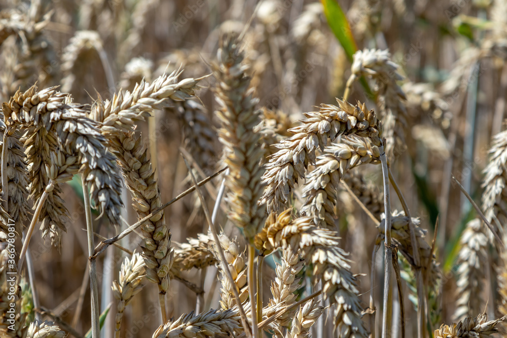 golden wheat field