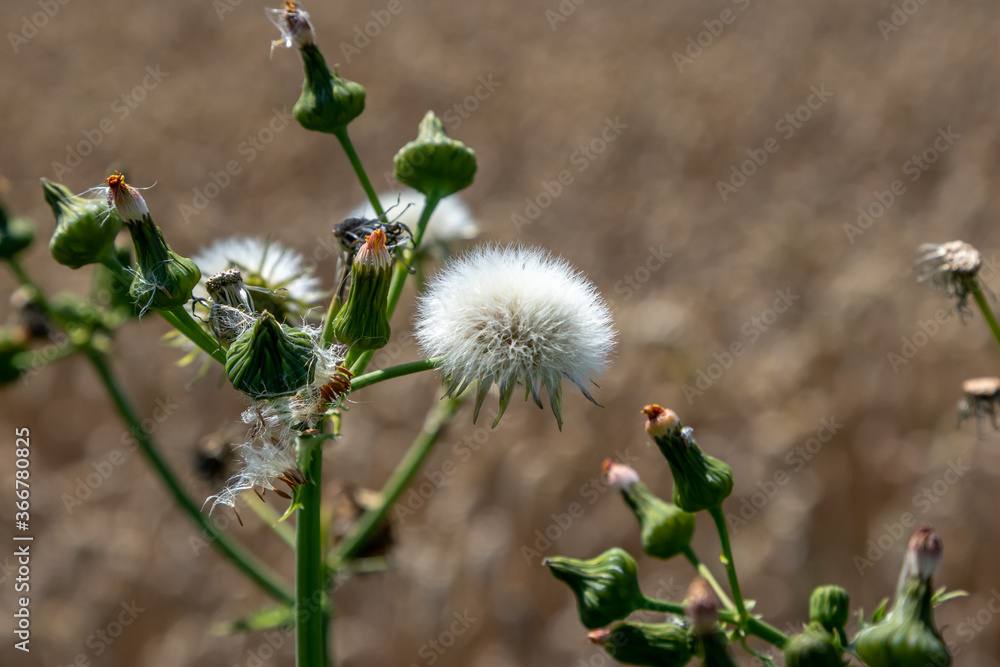 wild flowers in the field
