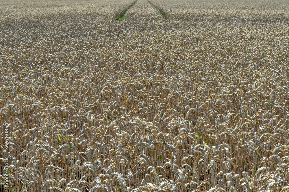 field of wheat in summer