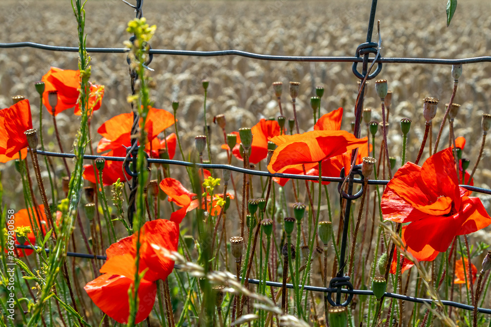 poppy flowers in the field