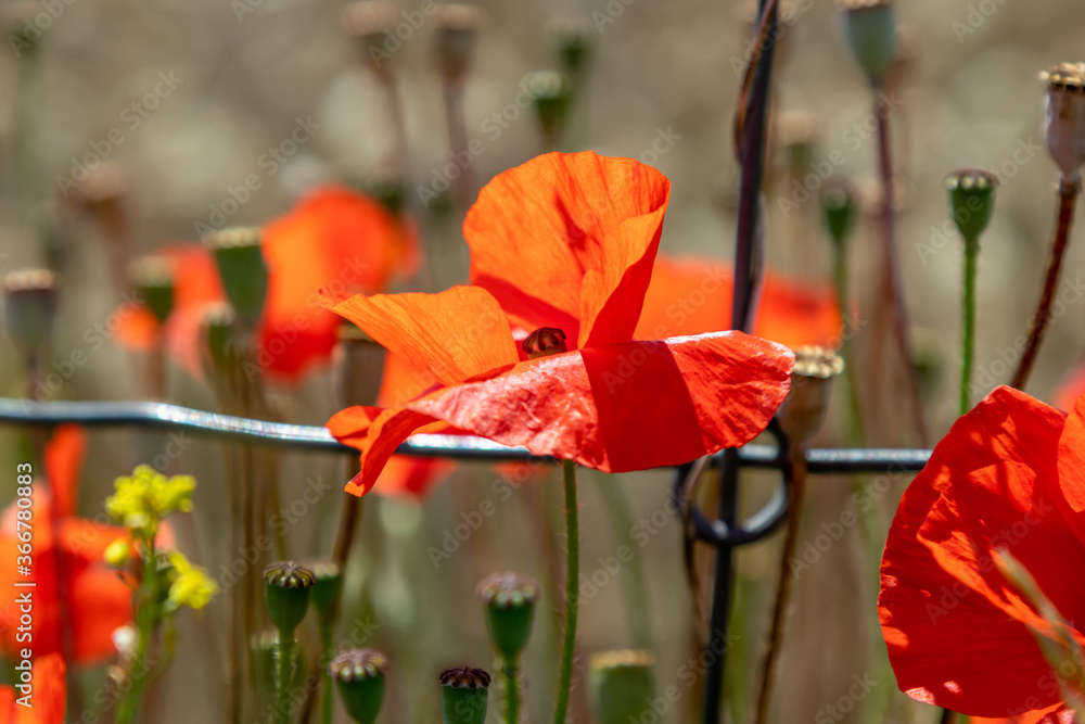 red poppies in the field