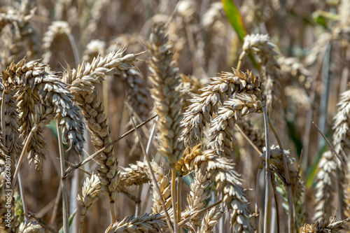 Obraz na płótnie golden wheat field w salonie