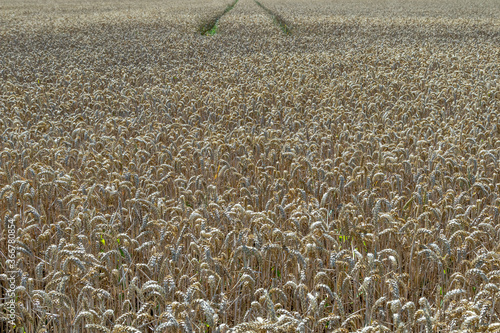 Obraz na płótnie field of wheat in summer w salonie