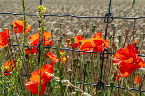 Obraz na płótnie poppy flowers in the field w salonie