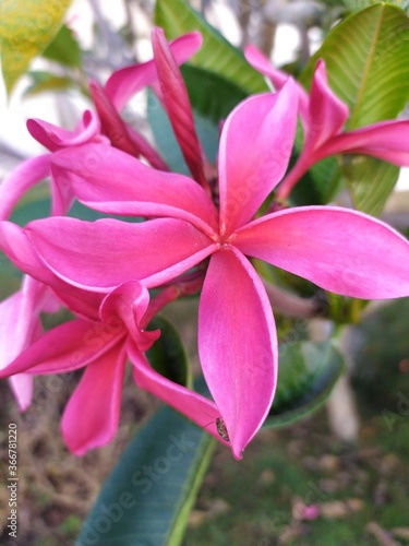 pink flower