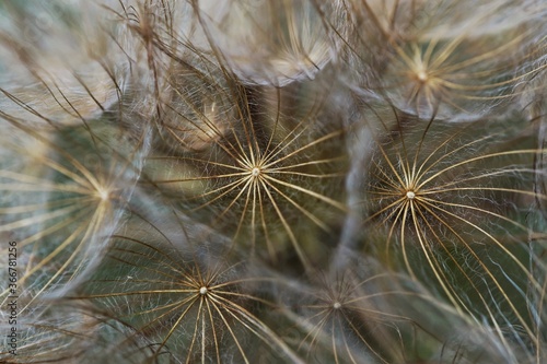 Macro photo of dandalion seeds