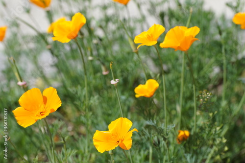 close up of yellow escholzia flowers