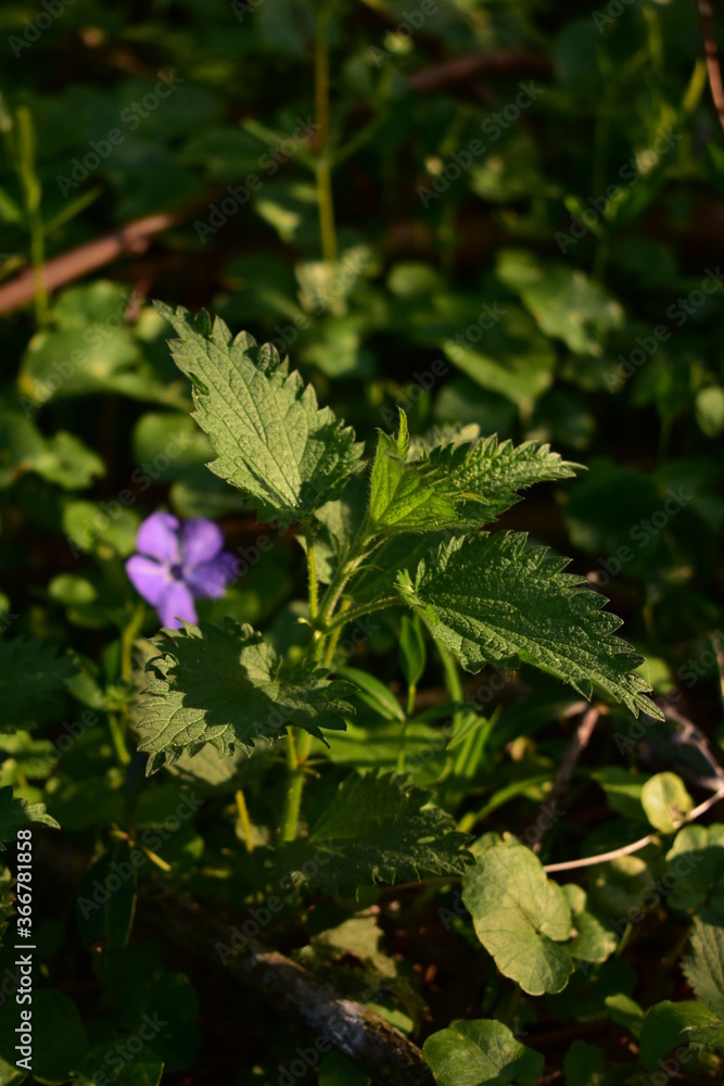urtica dioica in the forest. nettle medicinal plant urtica dioica in the forest. nettle medicinal plant