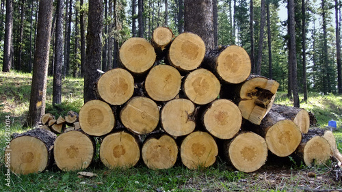 stack of axe chopped firewood in forest background setting