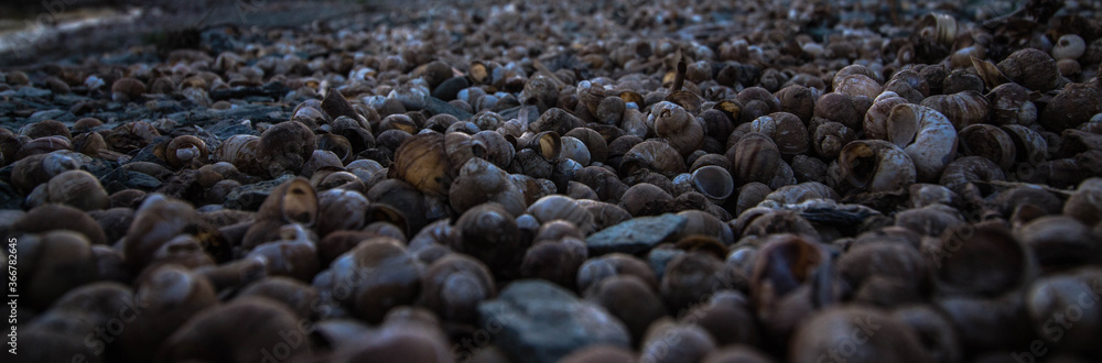 seashells seashells