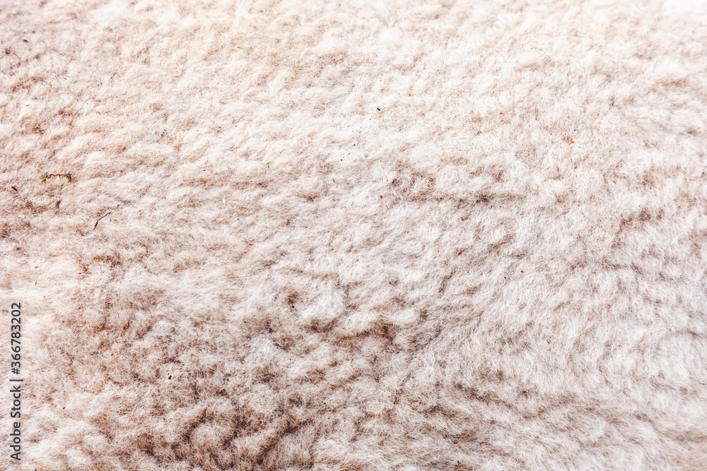 Full frame shot of alpaca hair Full frame shot of alpaca hair