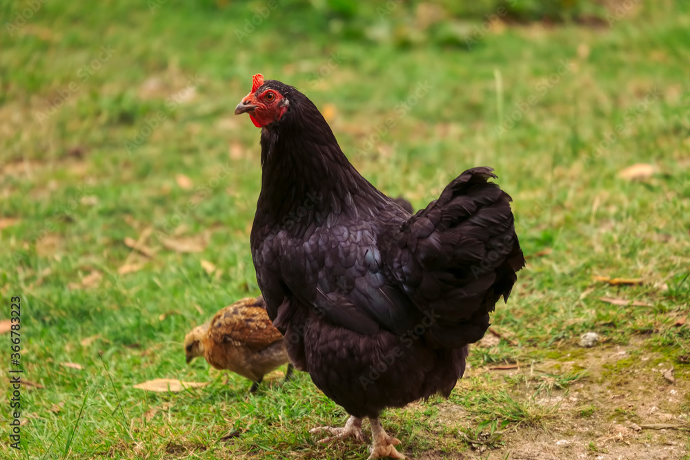 Hen with chick on meadow