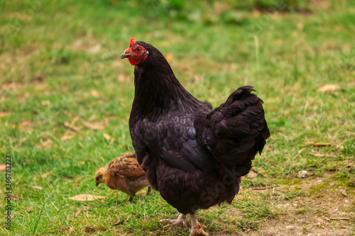 Hen with chick on meadow