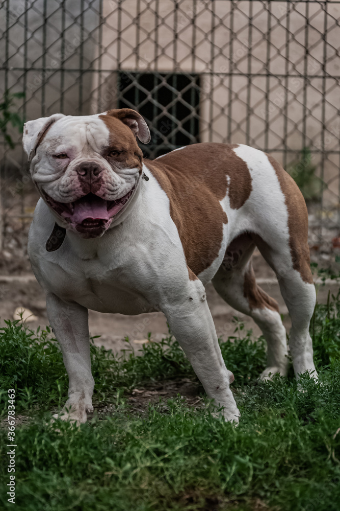 Chien Chien