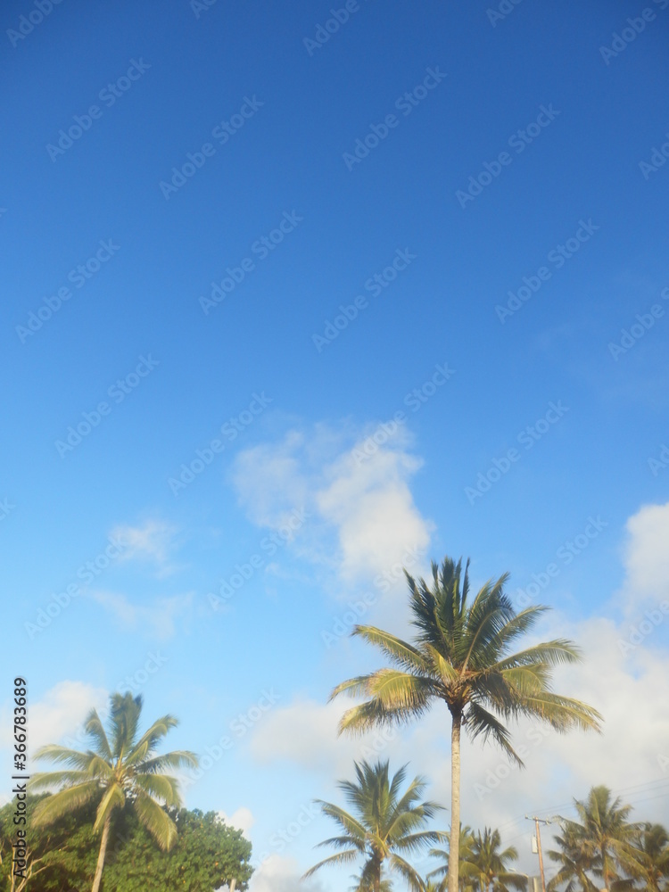 Coconut trees and skyscape