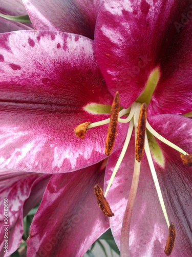 Closeup of tiger lily flower. Beautiful purple lily flower. The center of Pink tiger lily flower. Petals with gradient colors. 