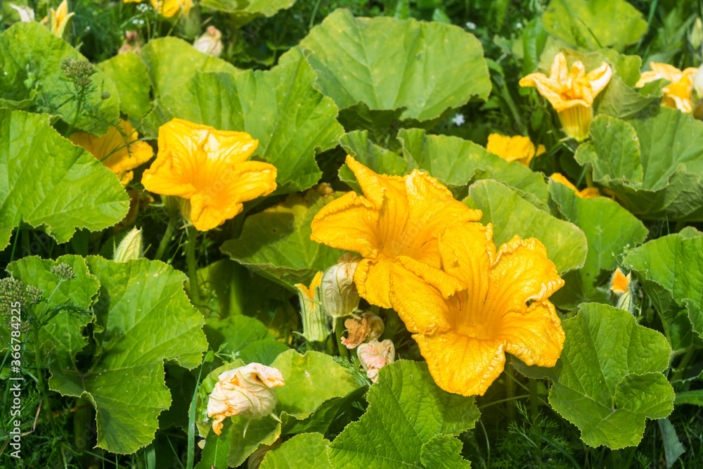blooming pumpkin on a background of green leaves blooming pumpkin on a background of green leaves