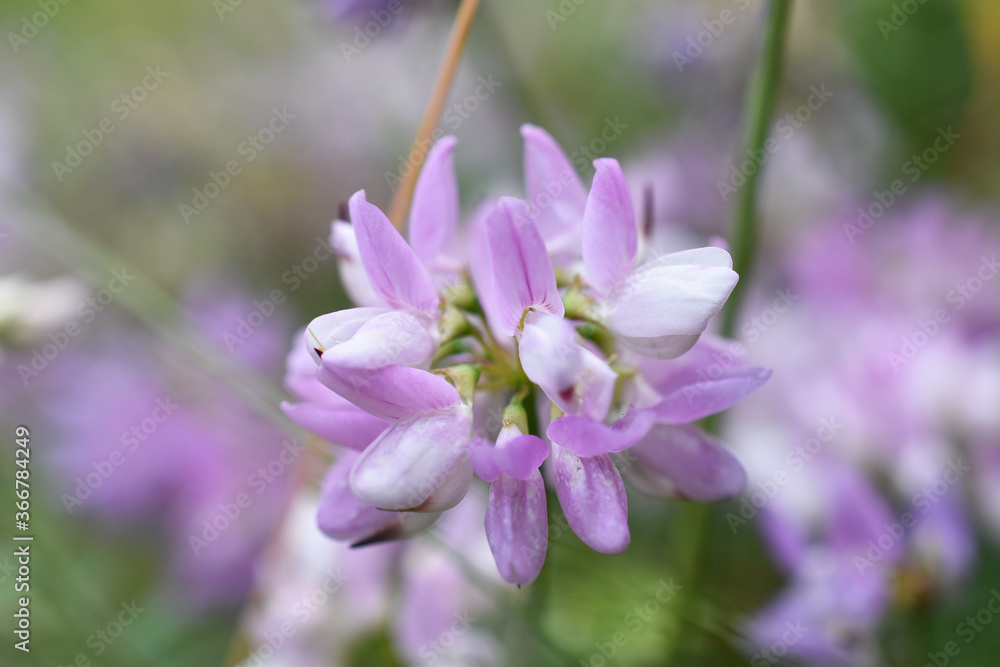 Bunte Kronwicke, Securigera varia, Wicke in rosa und weiß, rosa weiße Blüte, Hintergrund und Grußkarte aus der Natur Bunte Kronwicke, Securigera varia, Wicke in rosa und weiß, rosa weiße Blüte, Hintergrund und Grußkarte aus der Natur