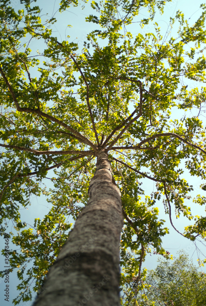 Fototapeta premium tree in the forest