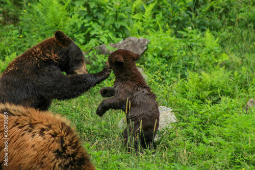 Cinnamon Coloured Black Bear Cub Fighting with his Mother
