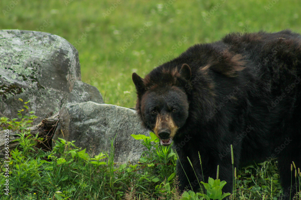 American Black Bear Walking in Short Grass American Black Bear Walking in Short Grass