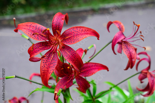 Red lilies in the garden close-up, beautiful flower background
