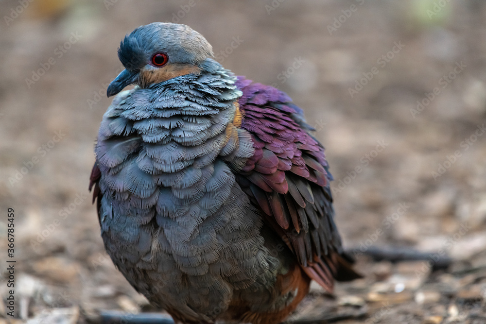 Obraz premium Common Emerald Dove (Chalcophaps indica)