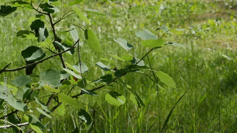 trembling aspen leaves from the breeze trembling aspen leaves from the breeze