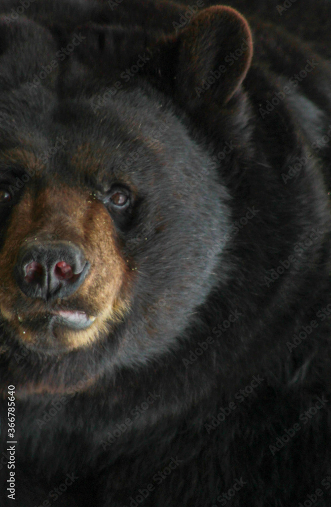 Massive Black Bear Close-Up Portrait Shot Massive Black Bear Close-Up Portrait Shot