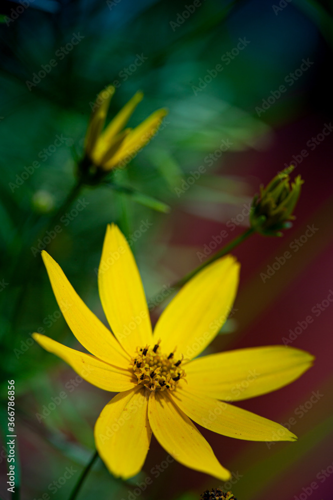 Macro shot of yellow on blurry natural background Macro shot of yellow on blurry natural background