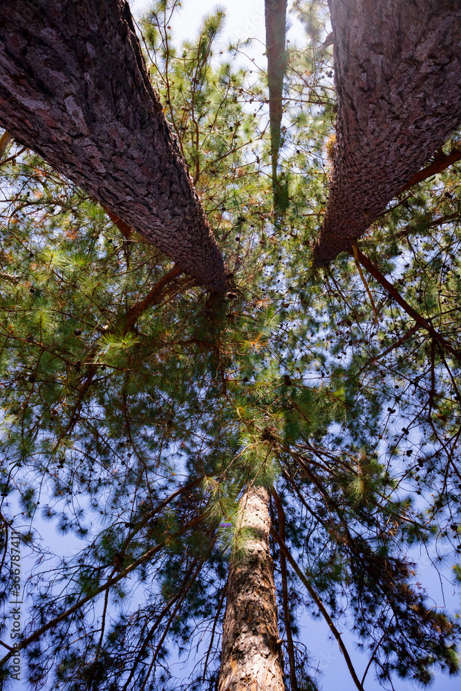 Fototapeta premium trees and sky