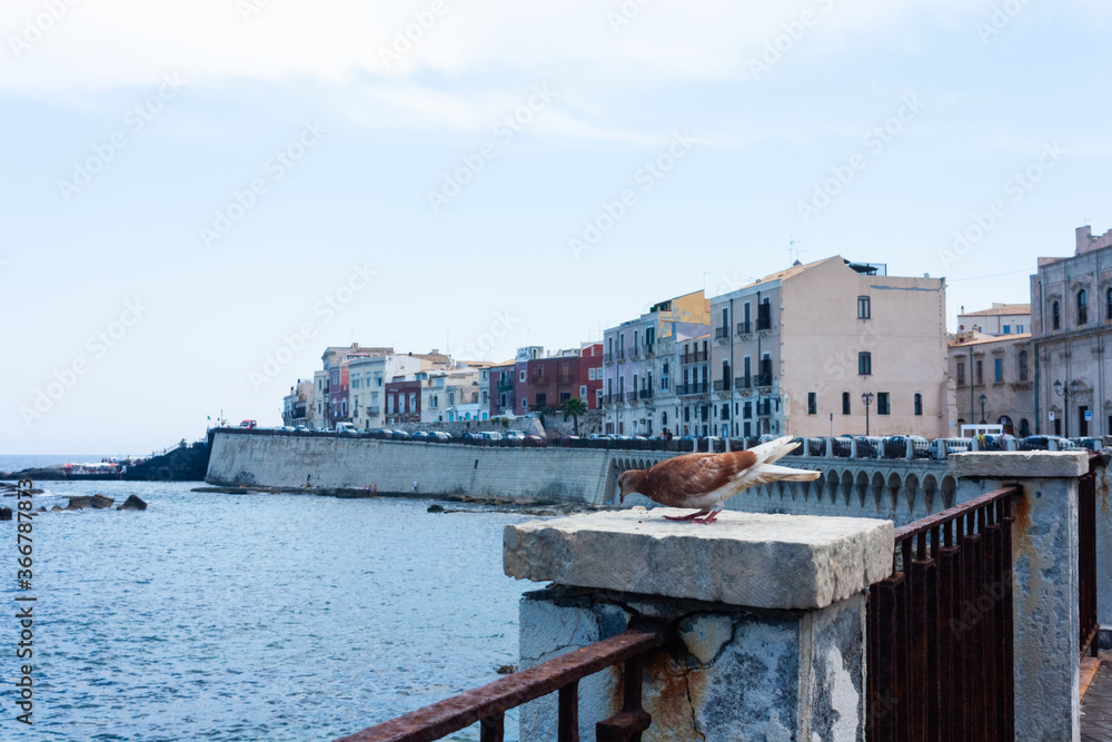 Φωτογραφία Dove bird near the sea, Sicily landscape, View of old buildings in seafront of Ortygia (Ortigia) Island, Syracuse, Sicily, Italy