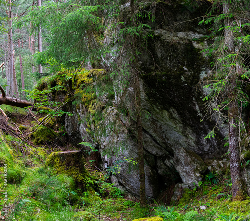 moss covered rocks