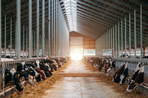 Obraz na płótnie Diary cows in modern free livestock stall