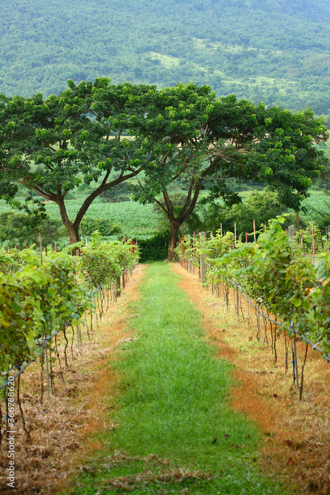 path in the vineyard path in the vineyard