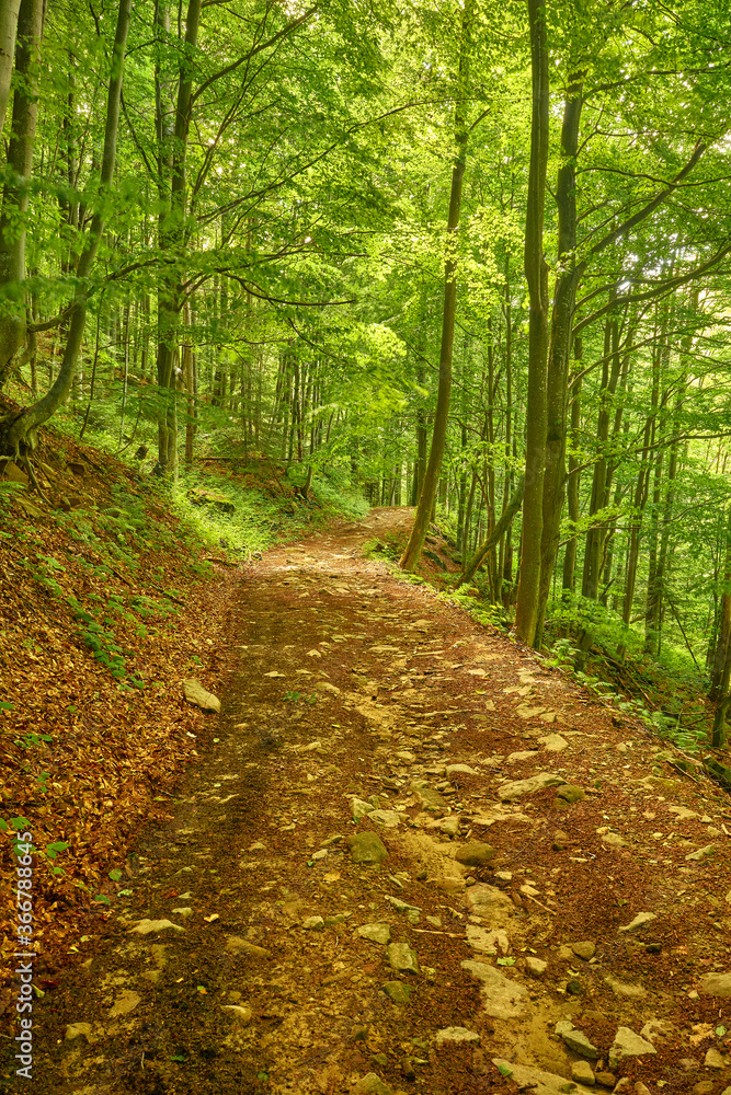 Fototapeta premium Incredible deserted pathway in the fairy woodland. Amazing forest road strewn with stones in the middle of the mountains. Ukrainian Carpathians, Transcarpathia, Sokolovi Skeli Reserve