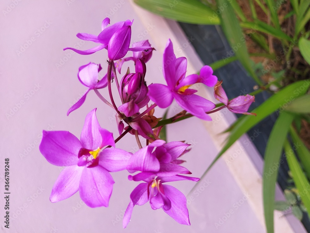 flower, orchid, purple, nature, pink, plant, blossom, flowers, flora, garden, spring, beauty, green, beautiful, bloom, violet, petal, floral, summer, white, isolated, macro, closeup, color, natural flower, orchid, purple, nature, pink, plant, blossom, flowers, flora, garden, spring, beauty, green, beautiful, bloom, violet, petal, floral, summer, white, isolated, macro, closeup, color, natural