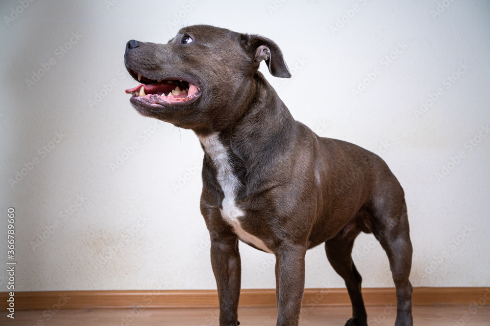 portrait of a beautiful staffordshire terrier dog
