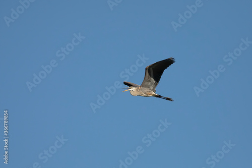 Great Blue heron in flight.Natural scene from Wisconsin.
