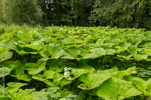 Bild auf Leinwand Dziki rabarbar (Rheum altaicum L.)