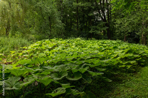 Foto Dziki rabarbar (Rheum altaicum L.)